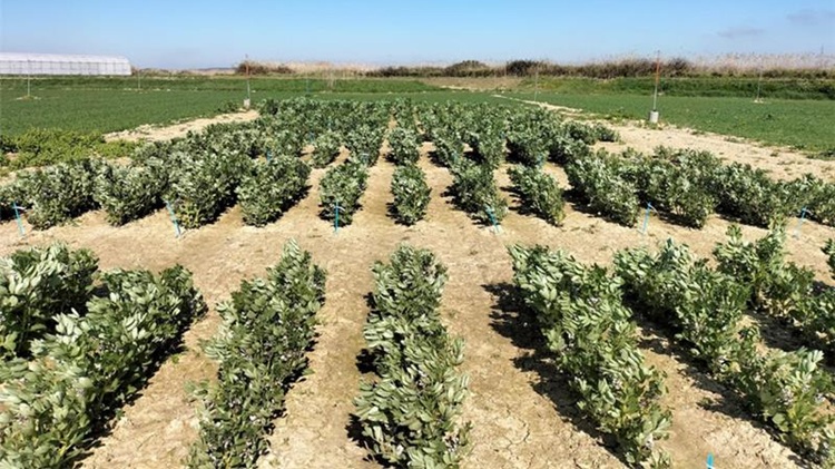 Semillas Fitó impulsa el proyecto “FabaFood” y refuerza su presencia en Fruit Attraction 2025.jpg